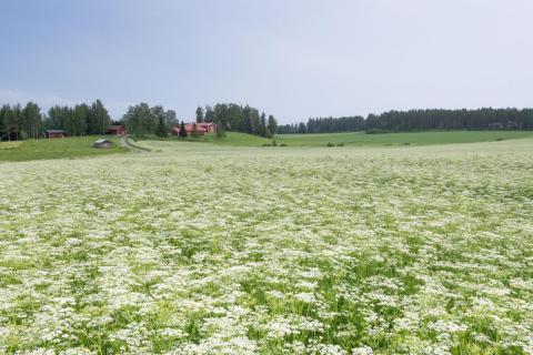 kumina