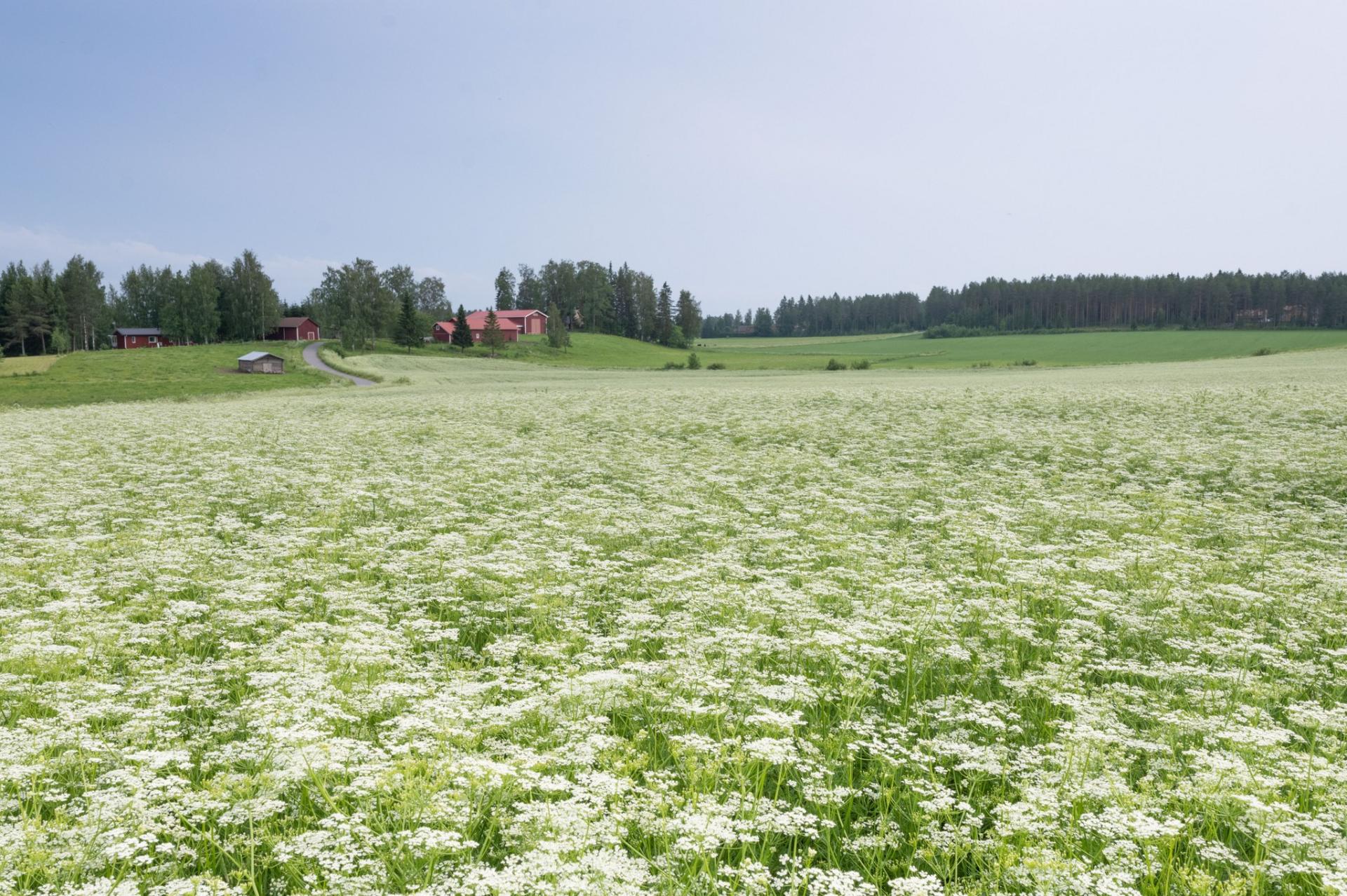 kumina